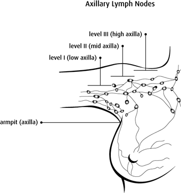 Diagram of axillary lymph nodes