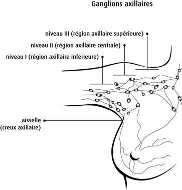 Schéma des ganglions axillaires