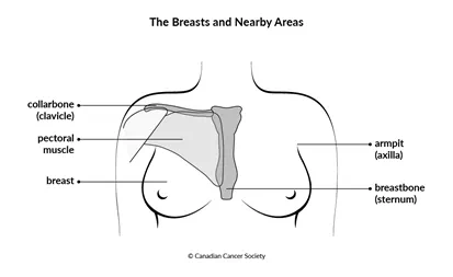 Diagram of the breasts and nearby areas