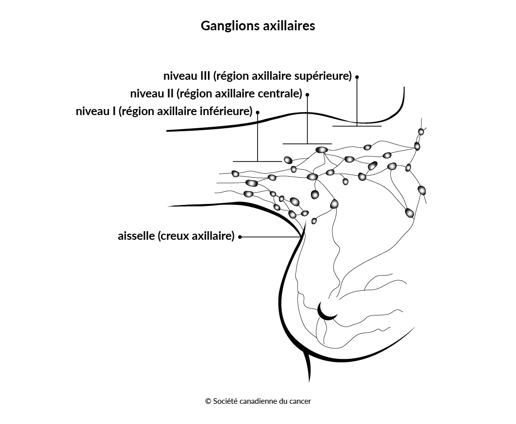 Schéma des ganglions axillaires