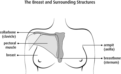 Diagram of the breast and surrounding structures