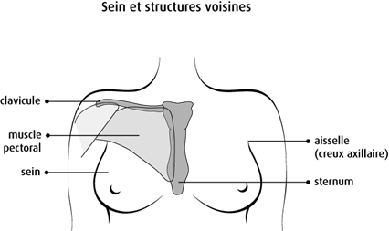 Schéma du sein et de ses structures voisines