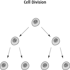 Diagram of cell division