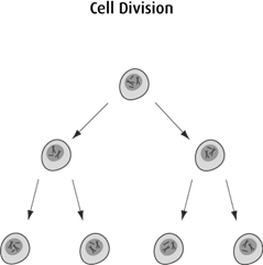 Diagram of cell division