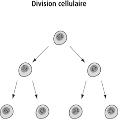 Schéma de la division cellulaire
