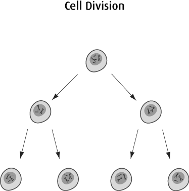 Diagram of cell division