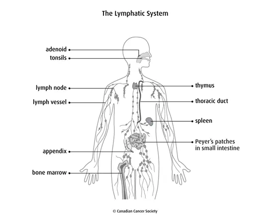 Lymphatic System  