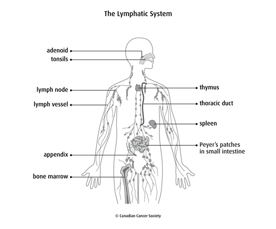 Diagram of the lymphatic system