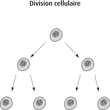 Schéma de la division cellulaire