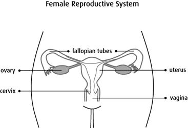 Female Reproductive System