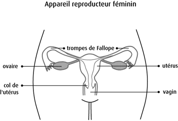 Appareil reproducteur féminin