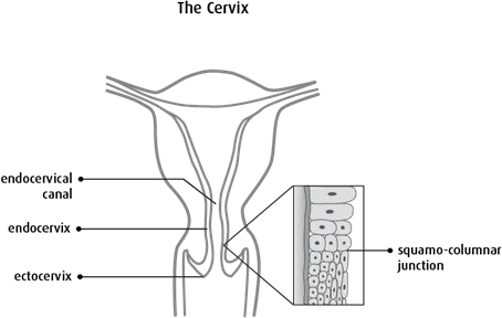 Diagram of the cervix