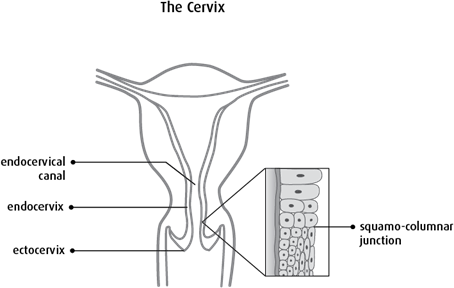 Diagram of the cervix