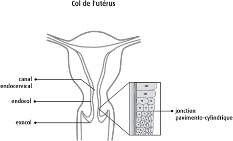Schéma du col de l'utérus