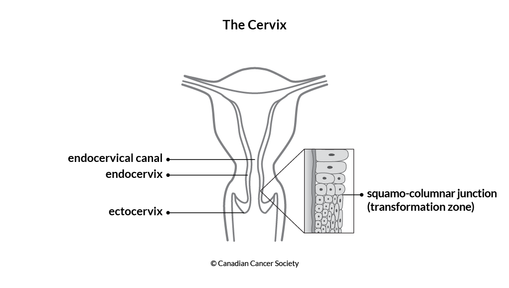 Diagram of the cervix