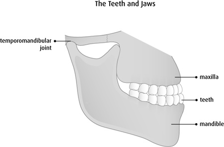 Diagram of the teeth and jaws