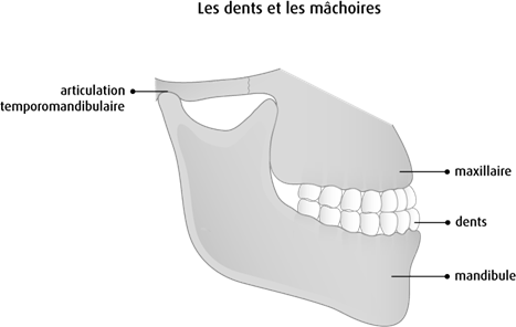 Schéma des dents et des mâchoires