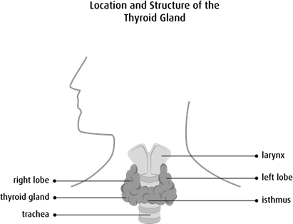 Diagram of the location and structure of the thyroid gland