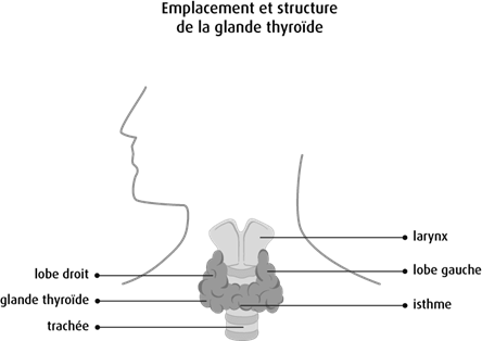 Schéma de l'emplacement et de la structure de la glande thyroïde