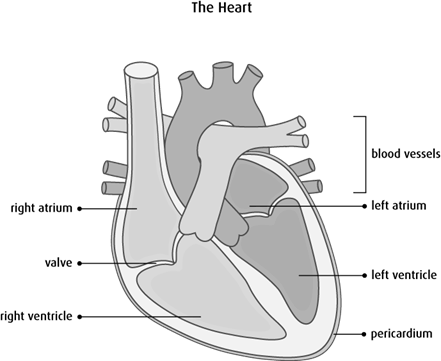 Diagram of the heart