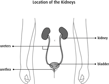 Diagram of the location of the kidneys