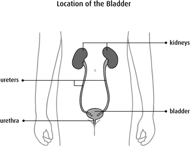 Diagram of location of the bladder
