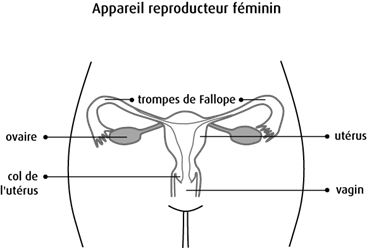 Schéma de l'appareil reproducteur féminin