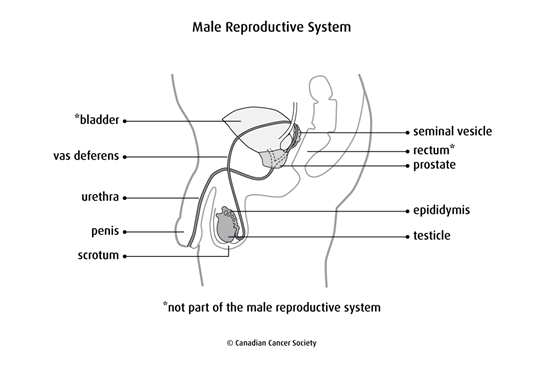 Diagram of the male reproductive system