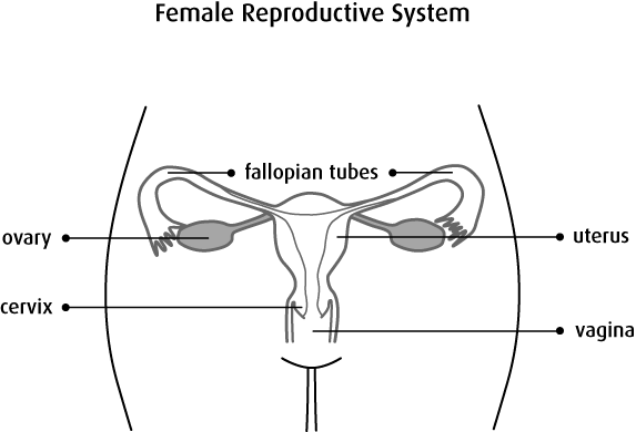 Diagram of the female reproductive system