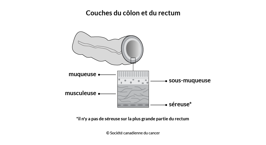  Schéma des couches du côlon et du rectum