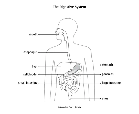 Diagram of the digestive system