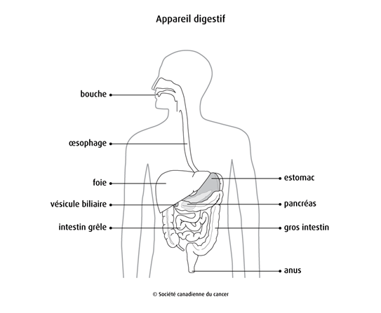 Schéma de l’appareil digestif