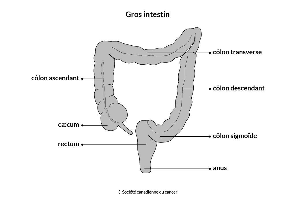 Schéma du gros intestin