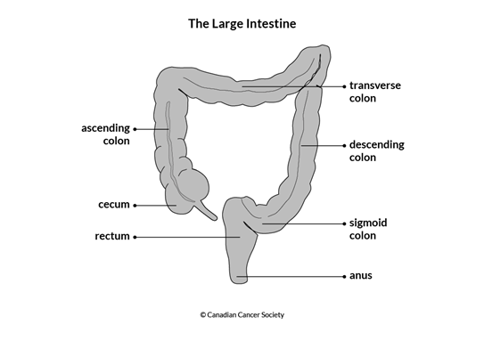 Sigmoid Image Sigmoid Colon Relations