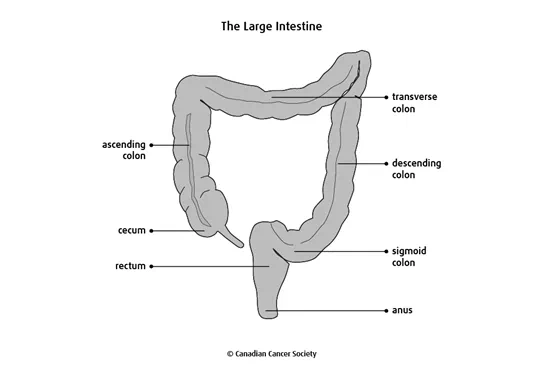 Diagram of the large intestine