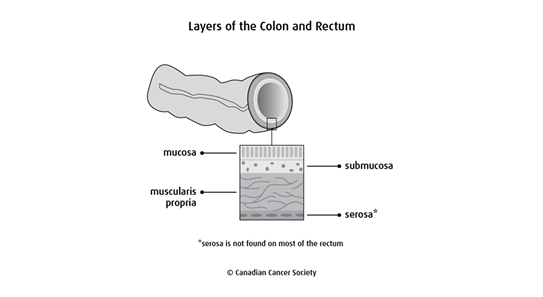 Diagram of the layers of the colon and the rectum