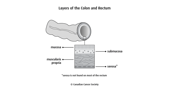 Canadian Cancer Society Biology Diagrams