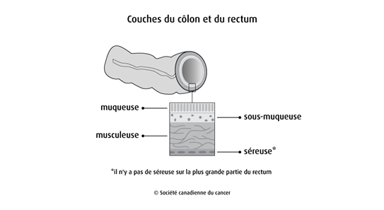 Schéma des couches du côlon et du rectum