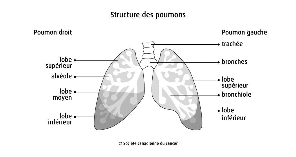 Schéma de la structure des poumons