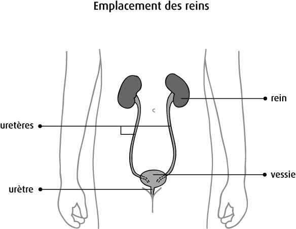 Schéma de l'emplacement des reins