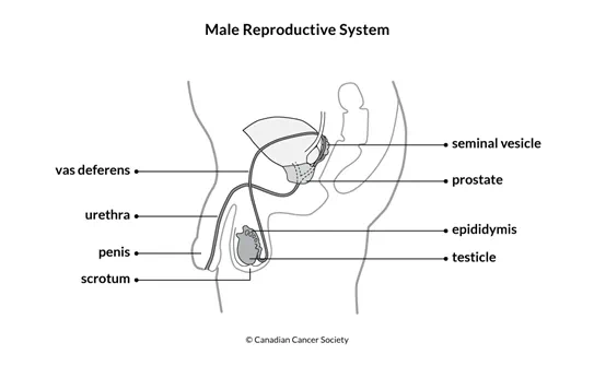 Male sex organs and reproductive system | Canadian Cancer Society Male sex organs and reproductive system | Canadian Cancer Society