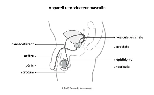 Schéma de l'appareil reproducteur masculin