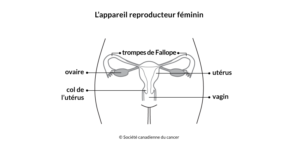 Schéma de l'appareil reproducteur féminin