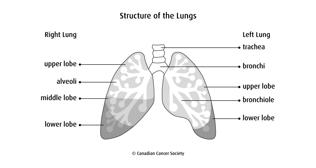 Diagram of the structure of the lungs