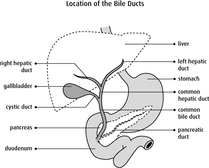 Location of the Bile Ducts