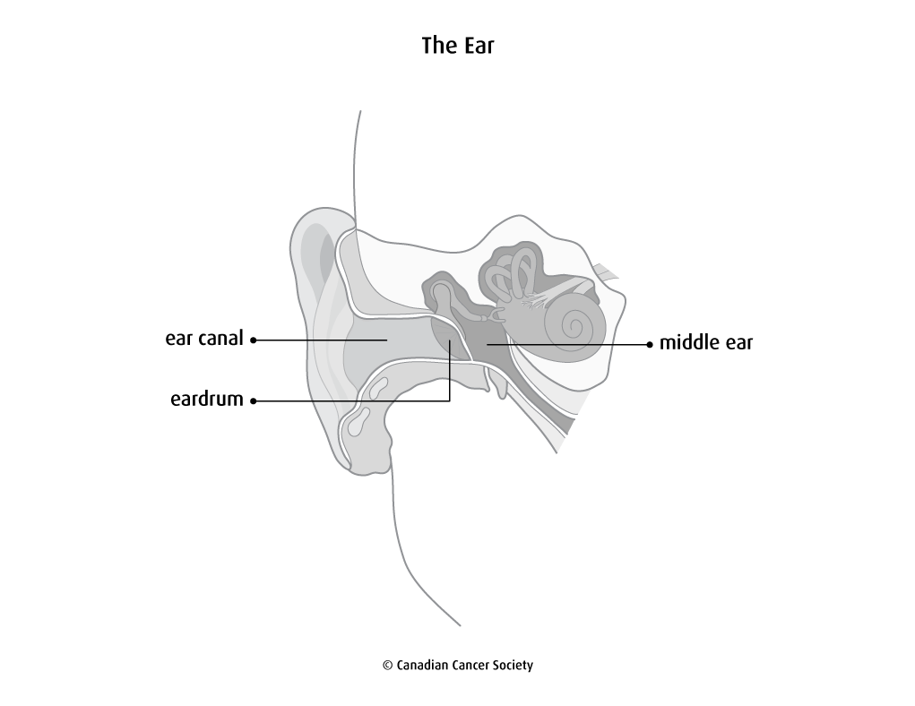 Diagram of the ear