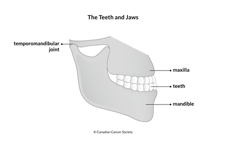 Diagram of the teeth and jaws
