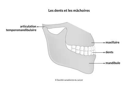Schéma des dents et des mâchoires