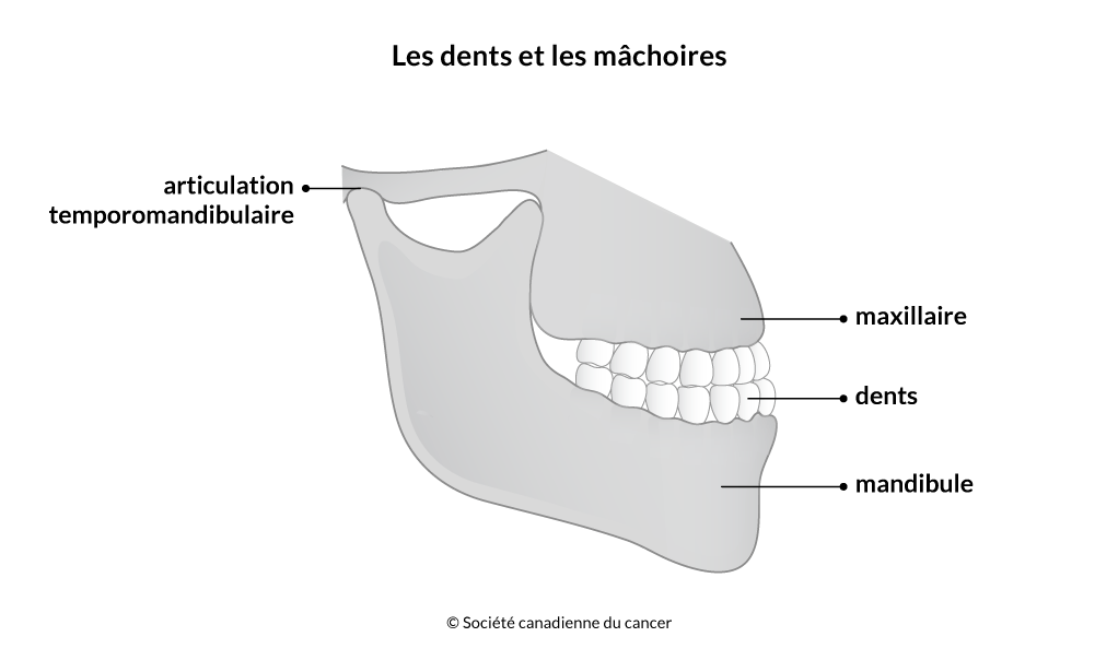 Schéma des dents et des mâchoires