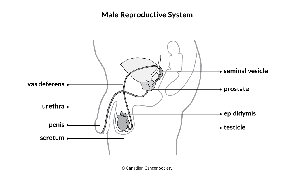 Diagram of the male reproductive system